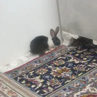 خرگوش