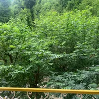 کارگر جهت ویلا با امکان سکونت با خانواده