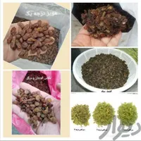 کشمش کاشمر، قوچان، درگز خرما، شکرک ملاس، خمیرخرما|عمده‌فروشی|مشهد, سعد آباد|دیوار