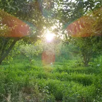 زمین باغ ویلا ۵۰۰مترسند آب برق گاز گل مکان گلستان|فروش زمین و ملک کلنگی|مشهد, وکیل‌آباد|دیوار