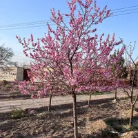 زمین1000متری شاهنامه گوارشک معاوضه خودرو|فروش زمین و ملک کلنگی|مشهد, جاهد شهر|دیوار