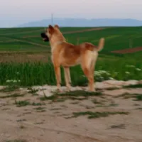 توله سرابی