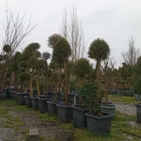 نهال درخت گل وگیاه حیاط باغچه ای فروشی گلدار دار|خدمات باغبانی و درختکاری|تهران, باغ خزانه|دیوار