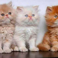 حر آج گربه های رویایی تربیت شده با واکسیناسیون