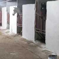 پانسیون اسب درربهترین منطقه شمال