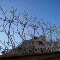 حفاظ شاخ گوزنی/لیلیوم/بوته ایی/۳شاخ/آکاردئونی|خدمات پیشه و مهارت|بندرعباس, |دیوار