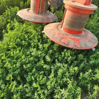 یونجه خشک و بدون علف