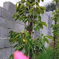 زمین ۲۰۶ متری سند عرصه و عیان در لاویج|فروش زمین و ملک کلنگی|تهران, دولت‌آباد|دیوار