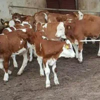 انواع گوساله ریزقلم پرواری|حیوانات مزرعه|بندر ترکمن, |دیوار