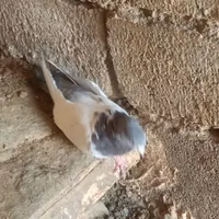 کله سبز دم سبز ماده تمیز ب شرط|پرنده|بهار, |دیوار