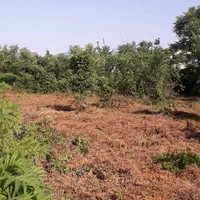 فروش زمین ۱۱۸۰متر با دو کاربری مسکونی حوزه شهری|فروش زمین و ملک کلنگی|چابکسر, |دیوار