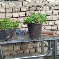 گل یخ|گل و گیاه طبیعی|مشهد, رضاییه|دیوار