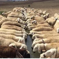 گوسفند زنده