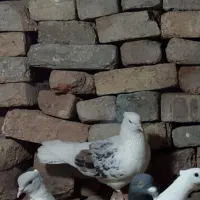 نرپلنگ