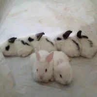 شش تابجه خرگوش نازوخوشگل