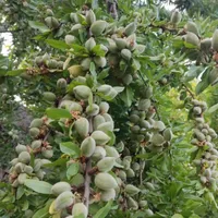 نهالستان دانش بنیان