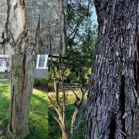 خدمات ارسال رنگ محافظ ضد قارچ درخت به سراسر کشور|گل و گیاه طبیعی|تهران, شوش (باغ آذری)|دیوار