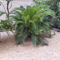 درخت سیکاس|گل و گیاه طبیعی|رشت, خمیران زاهدان|دیوار