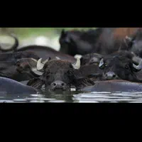 اسکله قایق سواریvip تالاب مرداب بدون واسطه مستقیم|تور و چارتر|بندر انزلی, قلم گوده|دیوار