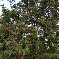 فروش باغ ۱۰۰۰ متری حاشیه اتوبان مشهد نیشابور|فروش زمین و ملک کلنگی|نیشابور, ناسیونال|دیوار