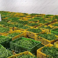 سبزی پاک شده و شسته شده (شرکت پخش سبزی باغبان)|خدمات پذیرایی، مراسم|ری, ظهیرآباد|دیوار
