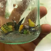 کشت tissue culture، کشتبافت|گل و گیاه طبیعی|تهران, سرو آزاد|دیوار