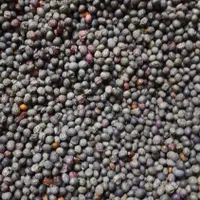بنه کوهی و کسور کوهی(کلخونگ) عمده  فقط تماس|خوردنی و آشامیدنی|شیراز, باغ تخت|دیوار