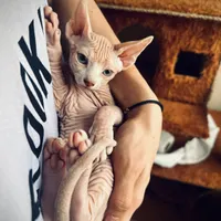گربه اسفینکس