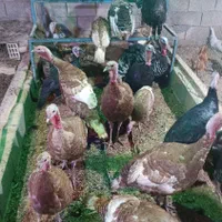 خرید و فروش انواع بوقلمون|حیوانات مزرعه|اصفهان, رهنان|دیوار