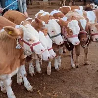 فروشنژاد گوسالهنر و ماده سمینتال و غیره