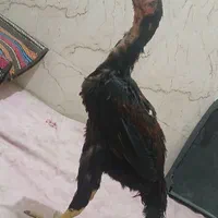 خروس لاری جوجه لاری