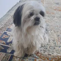 سگ پیکینز