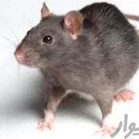 سمپاشی و ریشه کنی موش موریانه ساس سوسک سم پاشی|خدمات نظافت|اهواز, زیتون کارمندی|دیوار