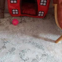 وسایل گربه
