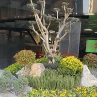 باغبانی هرس درخت گل ،چمن،سم پاشی،کودضمانت باغبان|خدمات باغبانی و درختکاری|کرج, گلشهر|دیوار