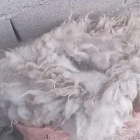 پشم گوسفندی