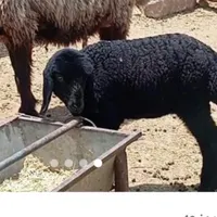 بره ماده سیاه رنگ کوچیک گم شده ده روزه ...