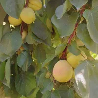 خرید و فروش زمینهای کشاورزی،باغی،دامداری،صنعتی|فروش دفتر صنعتی، کشاورزی، تجاری|پیشوا, |دیوار