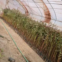 نهال اکالیپتوس خرده وعمده|خدمات باغبانی و درختکاری|اصفهان, ولدان|دیوار