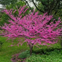 نهال ارغوان|گل و گیاه طبیعی|اصفهان, ارداجی|دیوار