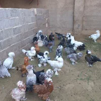 مرغ و خروس سلطان|حیوانات مزرعه|اصفهان, نصرآباد|دیوار
