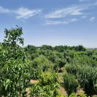 باغ نوبهار|فروش خانه و ویلا|گلبهار, |دیوار