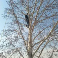 هرس خرید چوب قطع و بریدن درخت سم پاشی چمن وعلف زنی|خدمات باغبانی و درختکاری|کرمانشاه, |دیوار