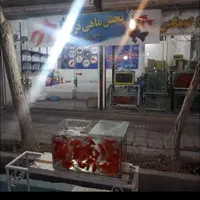 طلایی کپورنقره ای طعمه اردک|ماهی|اصفهان, فروردین|دیوار