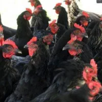 مرغ و خروس سیاه و سفید مشکی محلی برای خون و قربانی