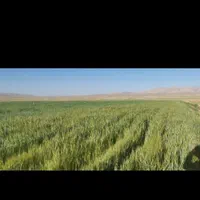 زمین کشاورزی حاصلخیز در سمیرم (سد حنا)|فروش دفتر صنعتی، کشاورزی، تجاری|اصفهان, باغ زرشک|دیوار