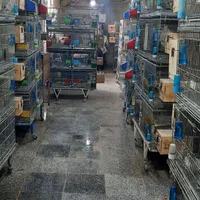 عروس  جفتی بفروش میرسد|پرنده|اقبالیه, |دیوار