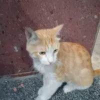 گربه نر پیدا شده