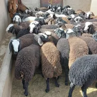 دام زنده گوسفند بره نر جوان جهت قربانی به کل تهران|حیوانات مزرعه|تهران, تهرانپارس غربی|دیوار