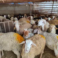 همه وزنه دام همه نژاد زنده مغان افشاری کردستانی|حیوانات مزرعه|تهران, نیروی هوایی (پیروزی)|دیوار